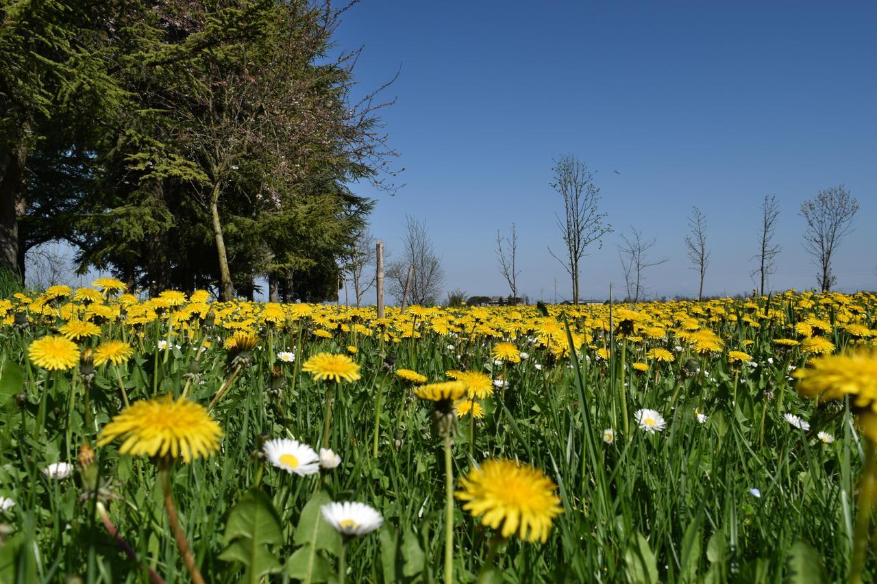 Al Vecchio Fienile Bed & Breakfast San Michele al Tagliamento Exterior photo